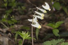 Dutchman's Breeches, Dicentra cucullaria