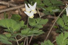 Dutchman's Breeches, Dicentra cucullaria