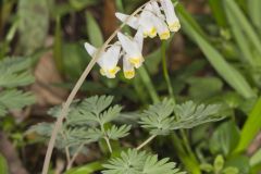 Dutchman's Breeches, Dicentra cucullaria