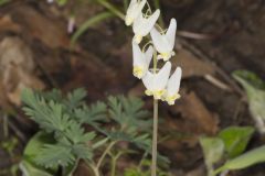 Dutchman's Breeches, Dicentra cucullaria