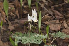 Dutchman's Breeches, Dicentra cucullaria