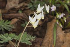 Dutchman's Breeches, Dicentra cucullaria