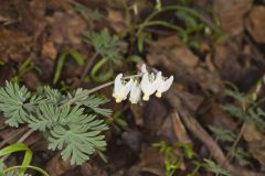 Dutchman's Breeches, Dicentra cucullaria