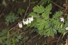 Dutchman's Breeches, Dicentra cucullaria