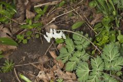 Dutchman's Breeches, Dicentra cucullaria