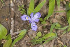 Dwarf-crested Iris, Iris criststa