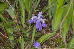 Dwarf-crested Iris, Iris criststa