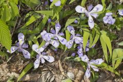 Dwarf-crested Iris, Iris criststa