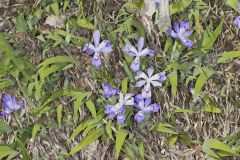 Dwarf-crested Iris, Iris criststa