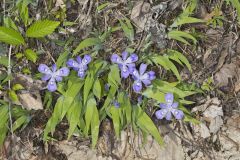 Dwarf-crested Iris, Iris criststa