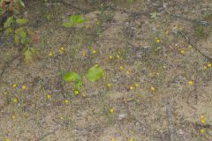 Dwarf Dandelion, Krigia virginica