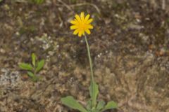 Dwarf Dandelion, Krigia virginica