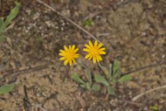 Dwarf Dandelion, Krigia virginica