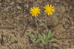 Dwarf Dandelion, Krigia virginica