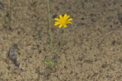 Dwarf Dandelion, Krigia virginica