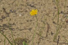 Dwarf Dandelion, Krigia virginica