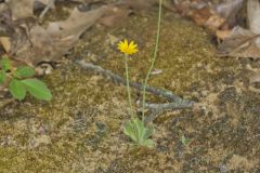 Dwarf Dandelion, Krigia virginica