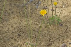 Dwarf Dandelion, Krigia virginica