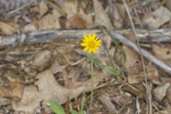 Dwarf Dandelion, Krigia virginica