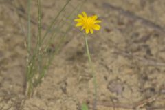 Dwarf Dandelion, Krigia virginica