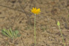 Dwarf Dandelion, Krigia virginica