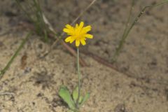 Dwarf Dandelion, Krigia virginica