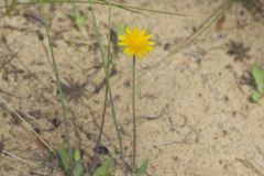 Dwarf Dandelion, Krigia virginica