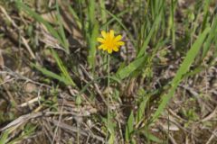 Dwarf Dandelion, Krigia virginica