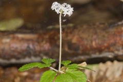 Dwarf Ginseng, Panax trifolius