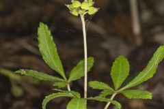 Dwarf Ginseng, Panax trifolius