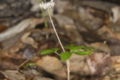 Dwarf Ginseng, Panax trifolius