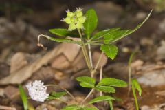 Dwarf Ginseng, Panax trifolius