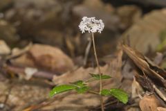 Dwarf Ginseng, Panax trifolius