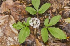 Dwarf Ginseng, Panax trifolius