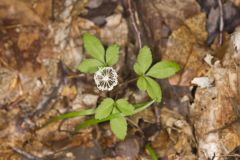 Dwarf Ginseng, Panax trifolius