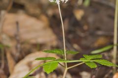 Dwarf Ginseng, Panax trifolius