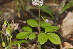 Dwarf Ginseng, Panax trifolius