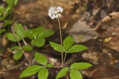 Dwarf Ginseng, Panax trifolius