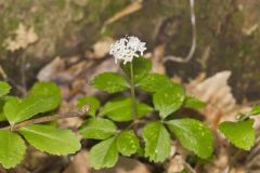 Dwarf Ginseng, Panax trifolius