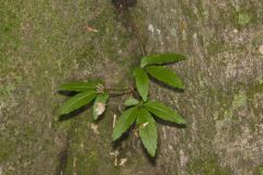 Dwarf Ginseng, Panax trifolius