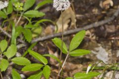 Dwarf Ginseng, Panax trifolius