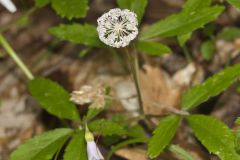 Dwarf Ginseng, Panax trifolius