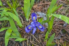 Dwarf Lake Iris, Iris lacustris