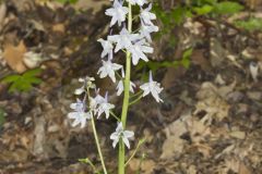 Dwarf Larkspur, Delphinium tricorne