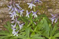 Dwarf Larkspur, Delphinium tricorne