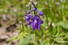 Dwarf Larkspur, Delphinium tricorne