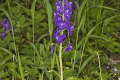 Dwarf Larkspur, Delphinium tricorne