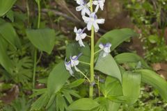 Dwarf Larkspur, Delphinium tricorne