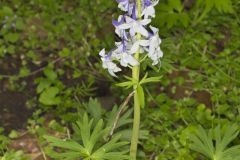 Dwarf Larkspur, Delphinium tricorne