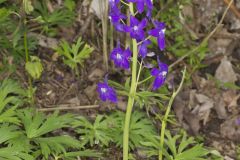 Dwarf Larkspur, Delphinium tricorne